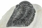 Prone Pedinopariops Trilobite - Mrakib, Morocco #287717-5